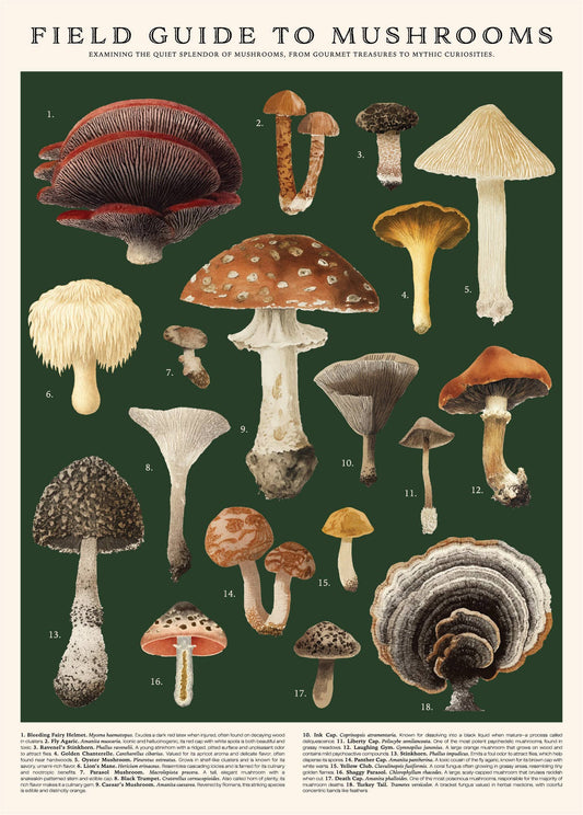 Mushrooms Poster